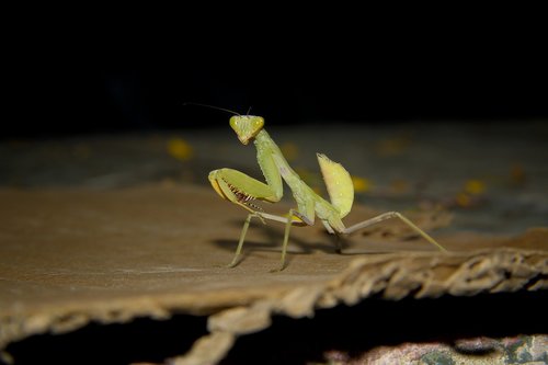 mantis  photography  good look
