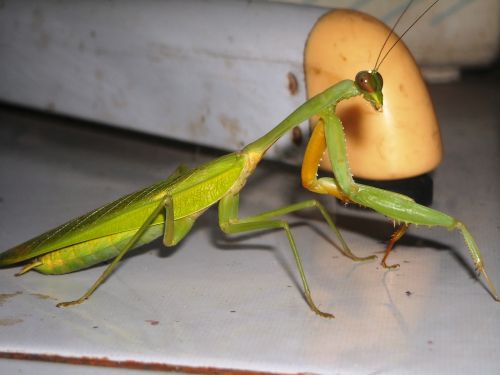 mantis grasshopper green