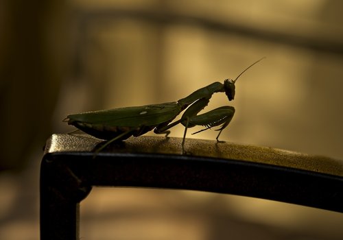 mantis  insect  silhouette