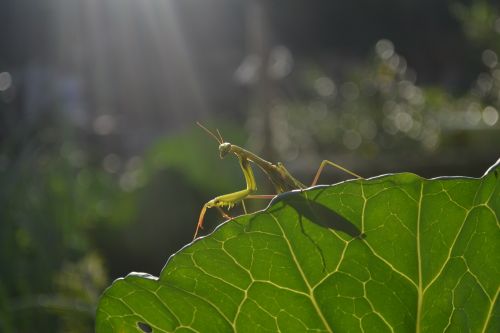 mantis nature animal
