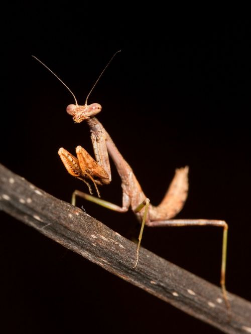 mantis insect praying mantis