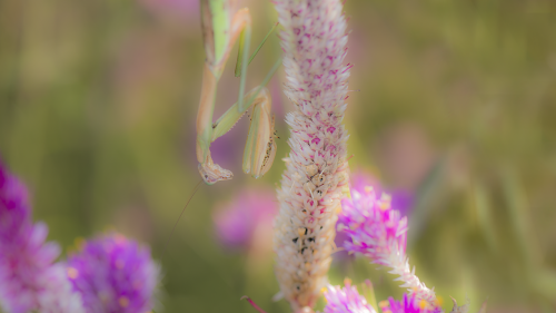 mantis insect flower