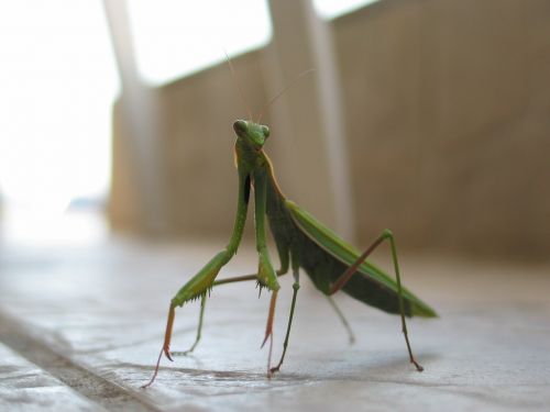 mantis insect green