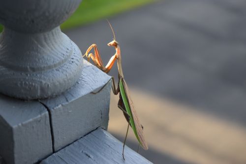 mantis praying bug