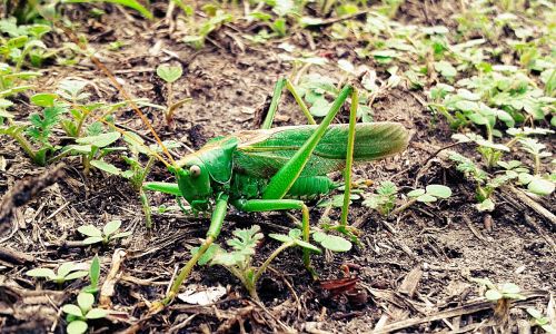 grasshopper mantis insect