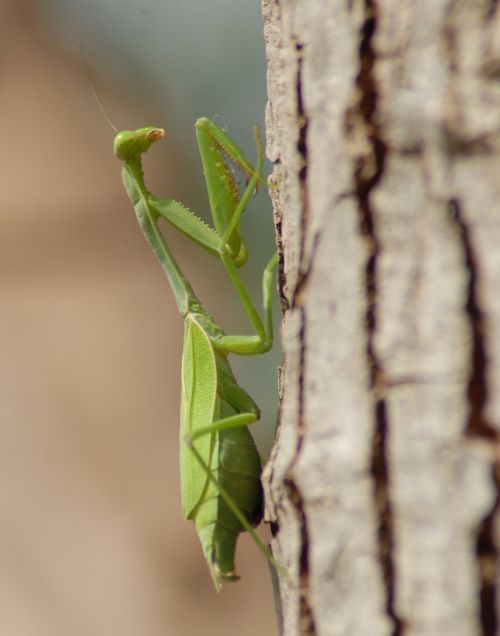 mantis religiosa fauna nature