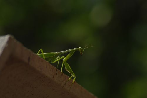 mantis religiosa insect animals