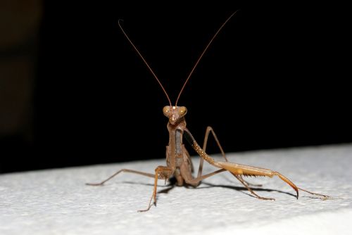 Praying Mantis