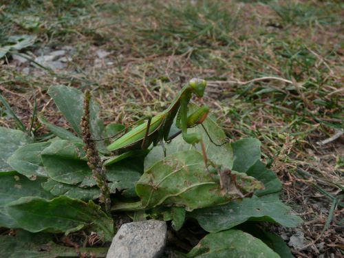 Mantis Religiosa