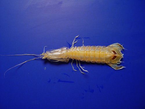 mantis shrimp gulf of mexico marine