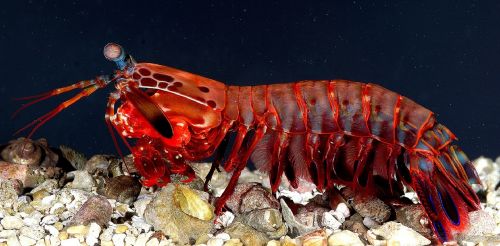 mantis shrimp female crustacean