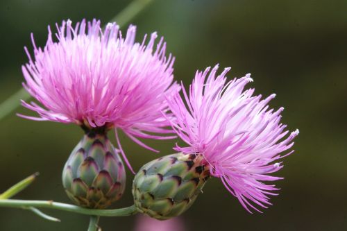 mantisalca salmantica flower