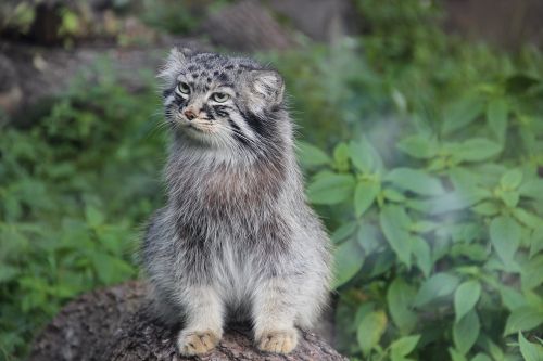 manul summer wild animal