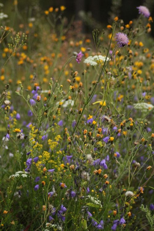 many wild flowers