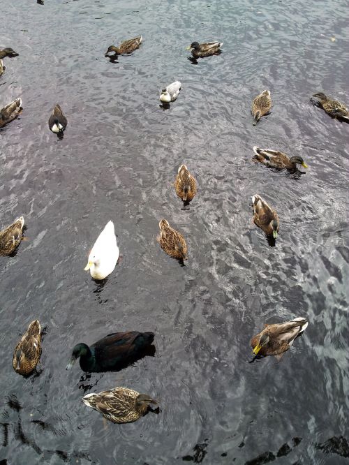 Many Ducks