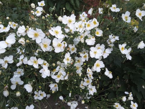 Many White Flowers