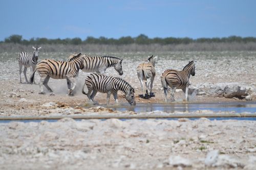 many zebras zebra in motion movement