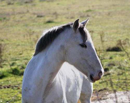 manzanares spain horse white horse