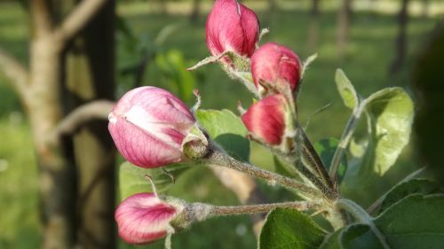 manzano flower apple