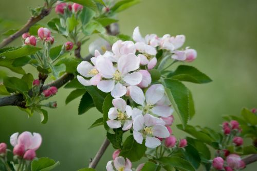 manzano flowering spring