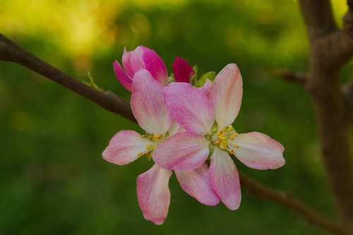 manzano  flowers  spring