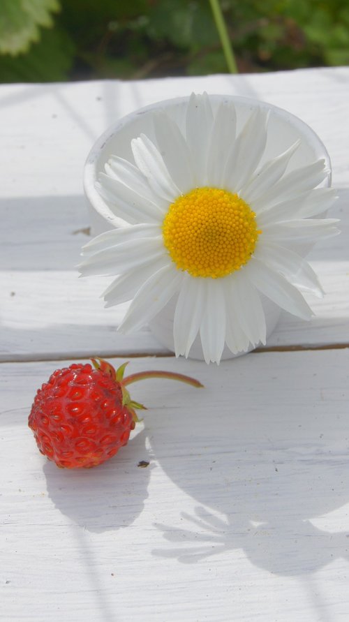 map  strawberries  geese flower