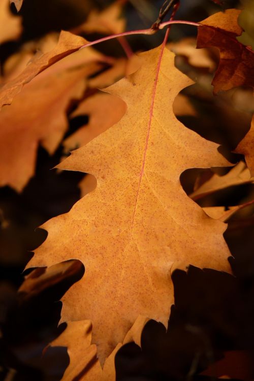 maple leaves leaf