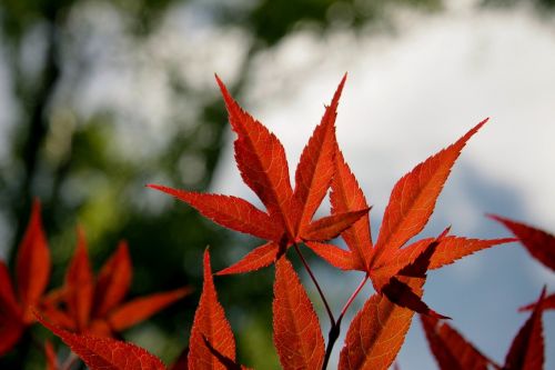 maple leaves red