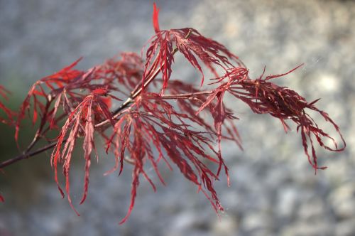 maple japanese red maple leaves