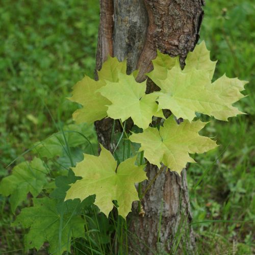 maple tree leaf