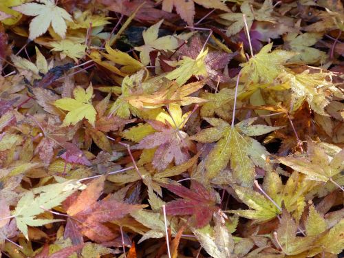 maple leaves nature