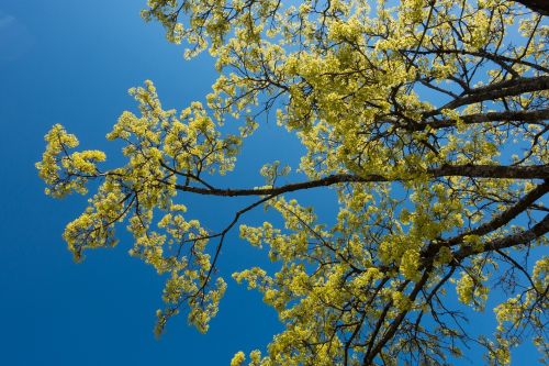 maple acer platanoides blossomed