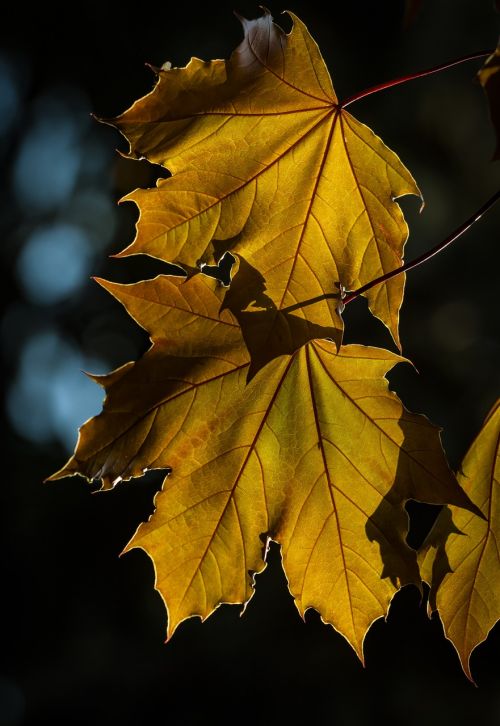 maple foliage wood