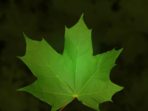 maple leaf maple leaf