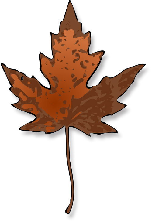 maple leaf autumn