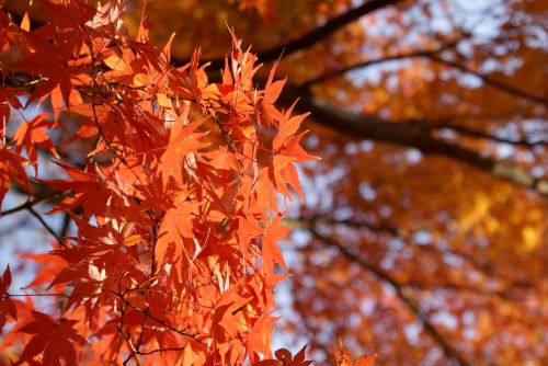 maple japanese maple momiji