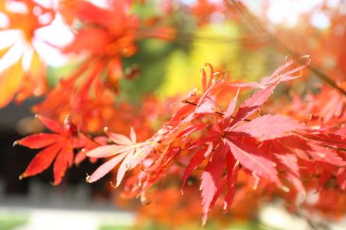 maple autumn red