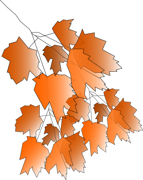 maple foliage leaves