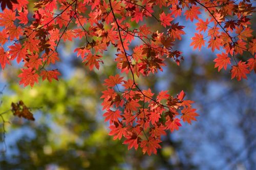 maple autumn red leaves