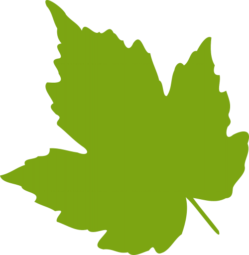 maple leaf foliage
