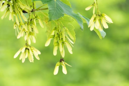 maple seeds green