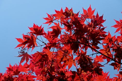 maple japanese maple red