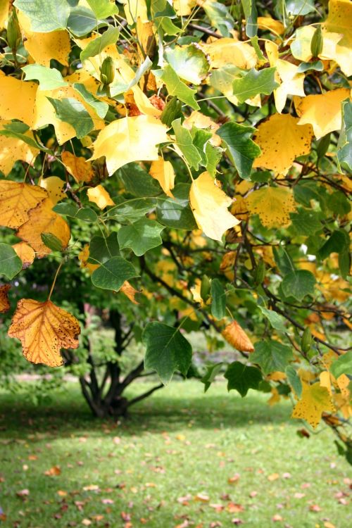 maple foliage autumn
