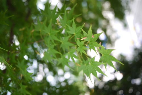 maple green leaf