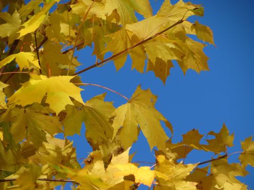 maple yellow autumn