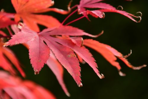 maple red autumn