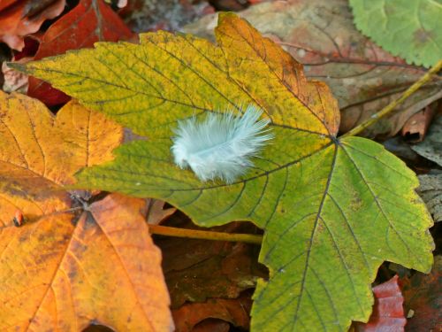 maple maple leaf leaves