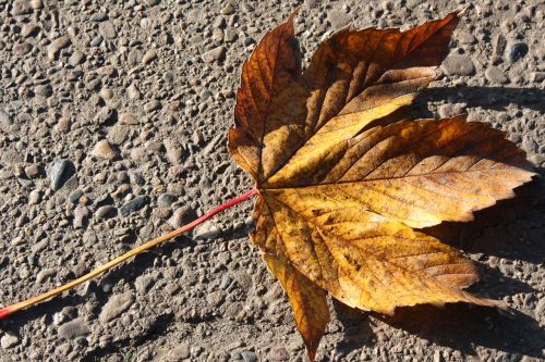 maple leaf autumn