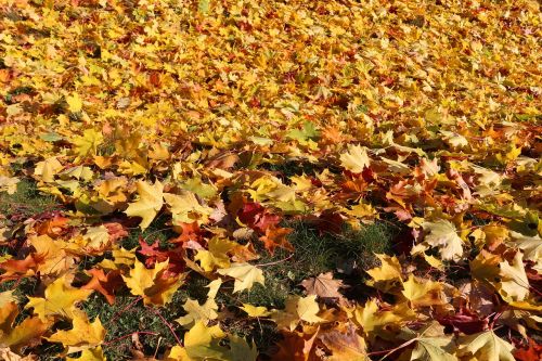 maple autumn leaves sunny