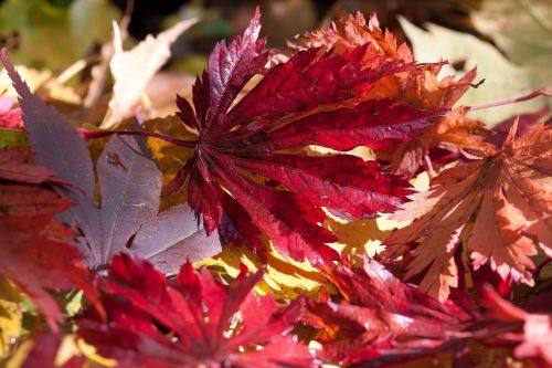 maple autumn leaf